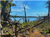 View of Skiatook Lake through fallen limbs.